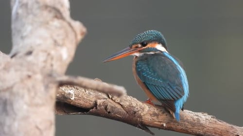 Kingfisher in pond area waiting for pray ..