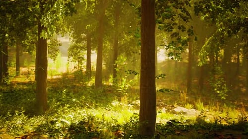 Sunlight Streaming Through Trees in a Serene Forest