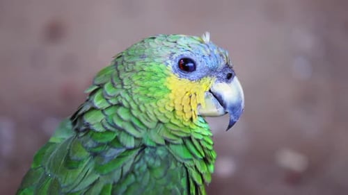 Ein Papagei mit türkisfarbener Front (Amazona festiva) in einem indigenen Tierheim in der Stadt Minaçú, Bundesstaat o