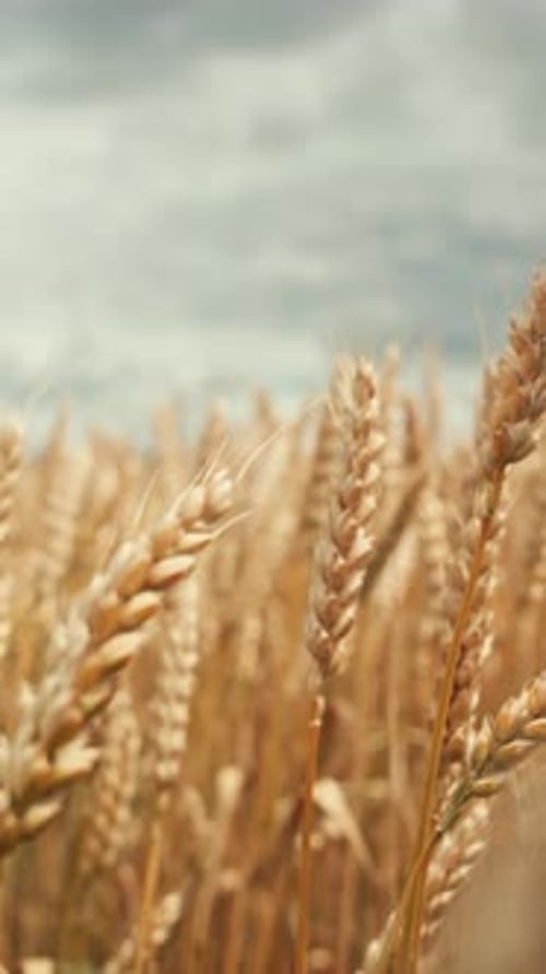 Golden Wheat Field Swaying in the Breeze