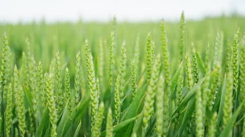 Growing wheat