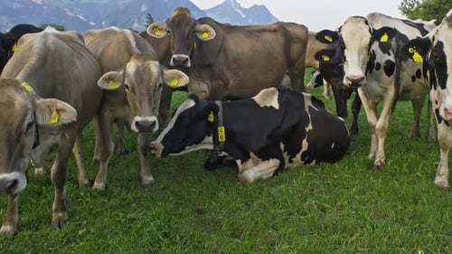 Holstein Cow Cows on a Meadow During Sunny Day Black and White Dutch Cow Walking and Eating Grass on