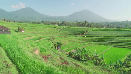 Awesome view of scenic rice terraces in Bali, Indonesia