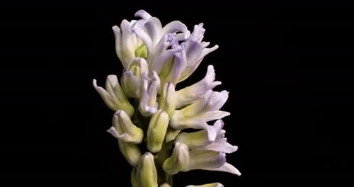 A beautiful white Hyacinth plant blooming - time lapse