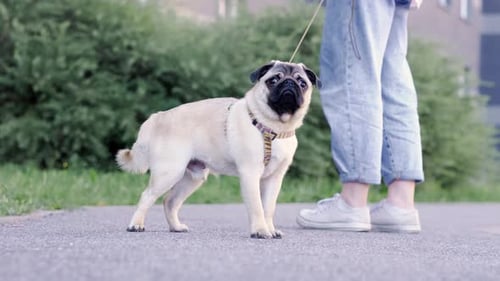 Portrait Cute Funny Pug Dog Looking at Camera at Summer in Park Pug Puppy Walking with Owner Owner