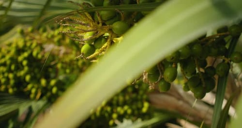 Grüne Betelnussfrüchte hängen an der Areca-Palme.