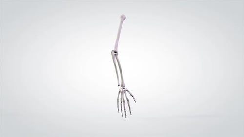 3D Human Arm Skeleton Rotating Anatomy Medical Visualization