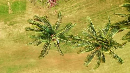 Three palm trees shaking in the wind. Drone footage above the lonely trees growing on the field.