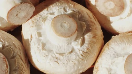 Champignons fraîchement cueillis sur la maison, cuisine, gros plan, texture d'un champignon brun, femme cuisinant délicieusement