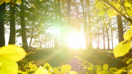 Colorful Vibrant Vivid Forest Trees Woodland at Sunset Golden Hour