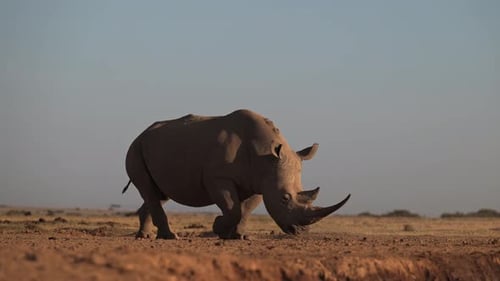 Filmmusik Breitmaulnashörner, die im afrikanischen Wildschutzgebiet laufen und stehen, am
