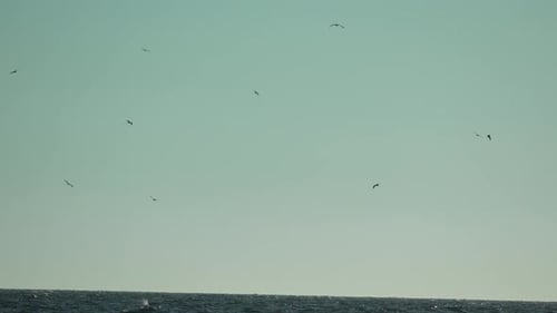 Vögel fliegen über den Ozean Unzählige Seevögel schweben über einen weiten, klaren Himmel
