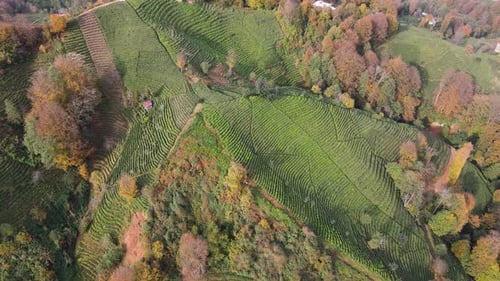 Autumn And Tea Fields