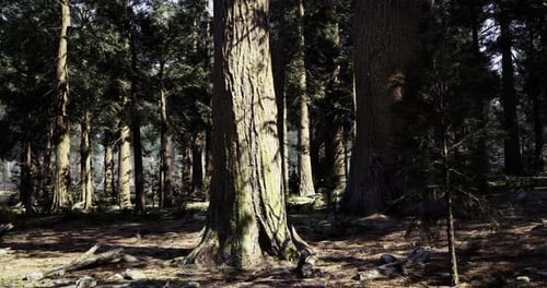 Majestic Tall Trees Stand Under Bright Sunlight in Serene Forest