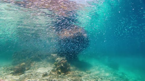 School of Fish is Swimming Over a Coral Reef in Clear Blue Water