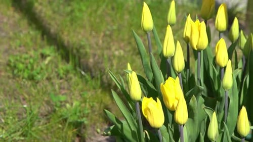 Yellow Tulips Bloom in Spring Tulip Flower Nature Floral Background Botanical Garden Flowering Buds