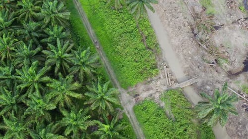 Elephant crossing bridge after a bath