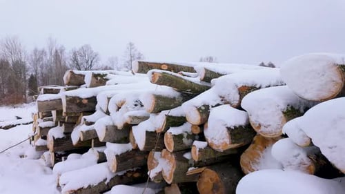 Snow Covered Stack of Logs in Winter