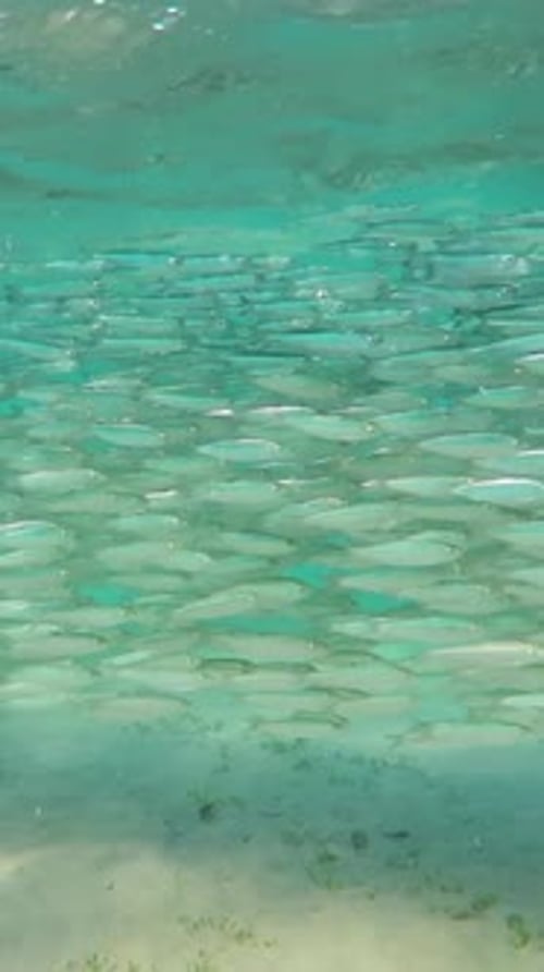 Shoal of Small Fish in Sea
