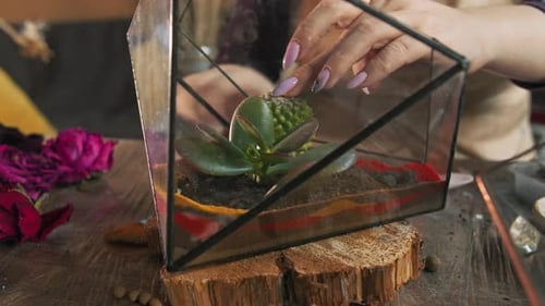 Creación de decoraciones creativas para el hogar con plantas de interior: una clase magistral: una pequeña planta suculenta