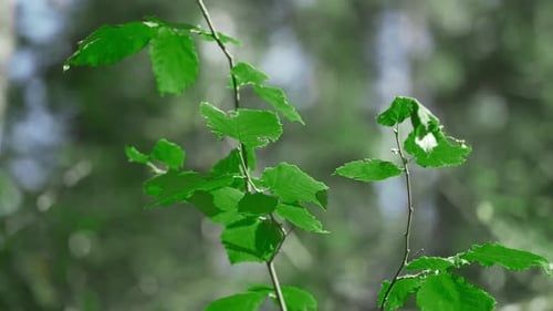 The sun shines on the fresh green hazel leaves in the spring. Concept of green environment.