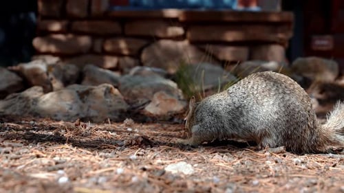 Close Up Shot of a Forest Squirrel on a Rocky Field in the Forest Inside Grand Canyon National Park