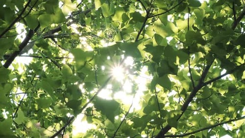 Sonnenstrahlen durch die grünen Blätter der Bäume.