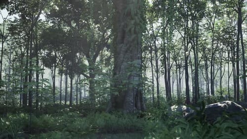 Lush Green Forest Panning with Sunlight Filtering Through Trees