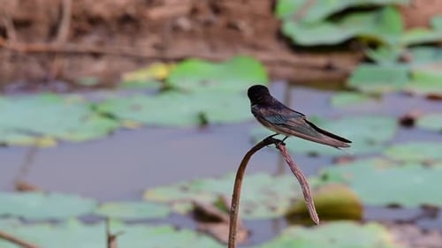 Bird Perched on Stem of Pond Plant