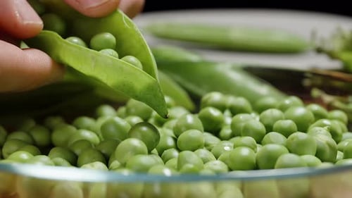 Close-up of shelling peas, green peas falling into the plate. Slow-motion.