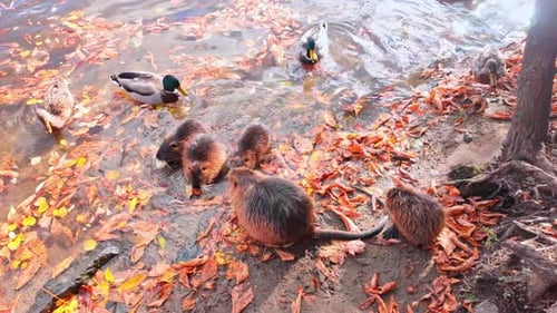 Large family of nutria by river covered with fallen leaves on sunny day in autumn