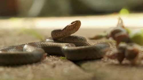 Grass snake closeup animal flickering tongue in a green garden 4K