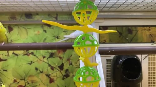 Pájaros de colores en una jaula grande para pájaros con un juguete que se balancea hacia adelante y hacia atrás.