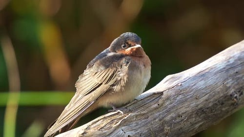 Close up shot of a Welcome Swallow (Hirundo neoxena) perched on a branch in its natural habitat,
