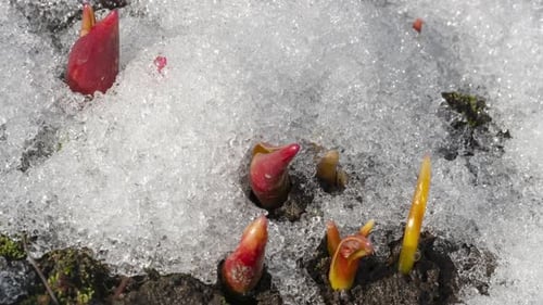 Time Lapse Spring Flowers and Melting Snow
