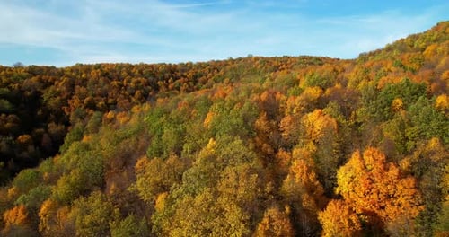 Colorful Autumn Forest Aerial View Drone Flies Over Trees in a Mountainous Area