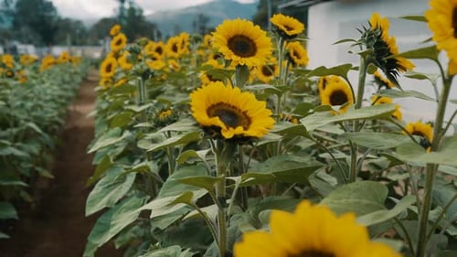 Beau champ de tournesols jaune vif - gros plan