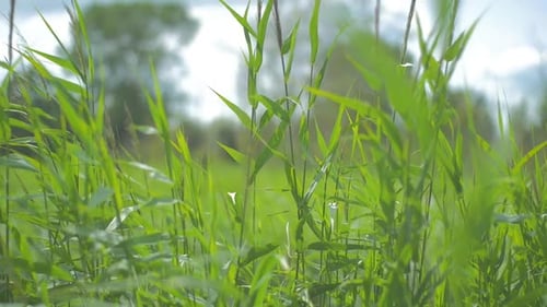 Lift of a field of reed softly blowing and swaying in the wind. The video is in Slow motion.