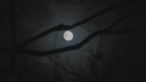 Full Moon Shining Brightly Through Tree Branches At Night