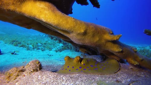 Blue Spotted Stingray Resting Under Coral Formation