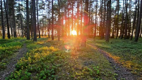 Sunset in a serene pine forest with sun rays filtering through the trees