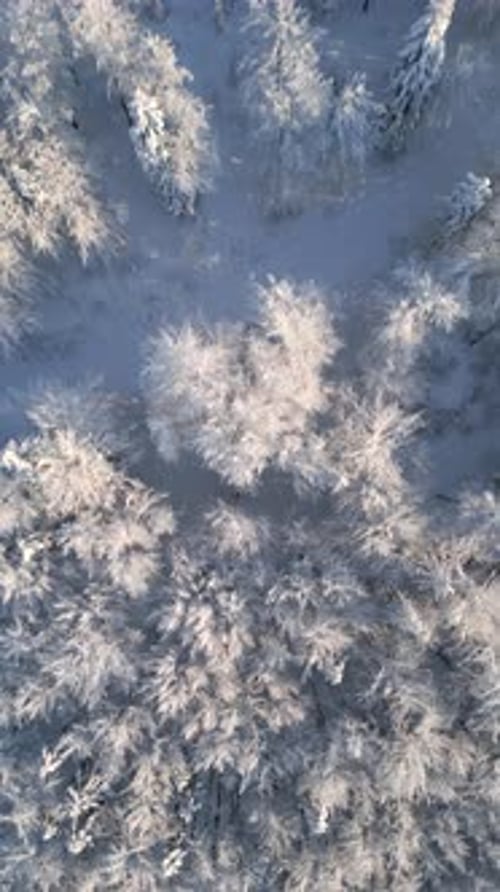 Frosty Trees in Frozen Winter Forest on Sunny Day