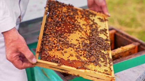 Beekeeper Holds Frame Swarming with Honeybees