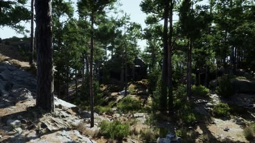 A Forest Filled with Lots of Trees and Rocks