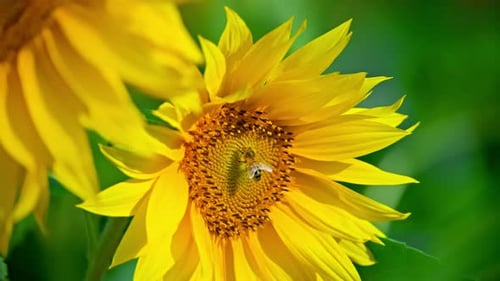 Close Up of Bees on a Sunflower