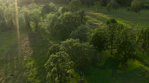 A smooth tilt down drone shot of green trees during sunset.