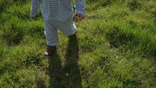 Toddler boy walks in field of short grass on sunny day, no face