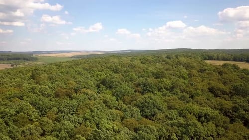 Top Down Aerial View of Green Summer Forest with Many Fresh Trees