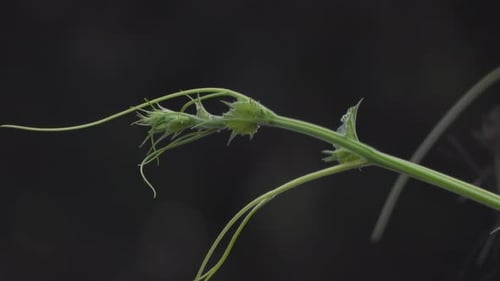 Leaf - green - black .