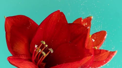 Beautiful Red Flower with Bubbles in Water Stock Footage Bright Flower in Clear Water on Isolated